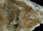 Calcite Crystal Filled Clam Fossil - #6046-2